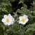 Anemone x hybrida Fantasy Elsa ®