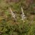 Aruncus aethusifolius Elegance