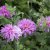 Chrysanthemum zawadskii Lady Clara