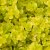 Lysimachia nummularia Goldilocks