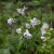 Polemonium caeruleum Hopleys, Blågull