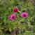 Potentilla nepalensis Ron McBeath