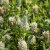 Trifolium rubens Album