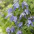 Clematis atragene Blue Tapers E