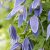 Clematis atragene Blue Tapers E