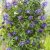 Clematis atragene Clochette Pride E
