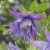 Clematis atragene Clochette Pride E