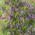 Clematis atragene Violet Purple E
