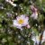 Anemone hybr. Garden Breeze ® Pink Touch