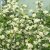 Sorbus mougeotii fk Bälinge E