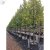 Tilia × europaea Kristina ® E (Eleonora)