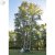 Tilia × europaea Kristina ® E (Eleonora)