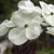 Cornus Eddie´s White Wonder