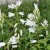 Campanula latifolia var. macrantha Alba