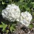 Viburnum opulus Strömsund E