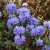 Rhododendron x lapponicum Blue Tit