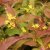 Diervilla sessilifolia Dise
