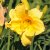 Hemerocallis hybr. Happy Returns