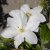 Clematis patens Shirayukihime