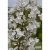 Deutzia gracilis