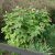 Rubus odoratus