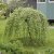 Salix caprea Kilmarnock / Pendula, Hängsälg