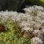 Sedum album