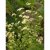 Tanacetum parthenium, Mattram