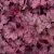 Heuchera hybr. Georgia Plum
