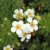 Dasiphora fruticosa Snowflake