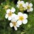 Dasiphora fruticosa Snowflake