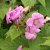 Rubus odoratus