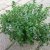 Thymus x citriodorus Lemon Curd