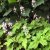 Tiarella hybr. Spring Symphony ®