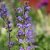 Salvia pratensis
