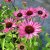 Echinacea purpurea Ruby Giant