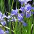 Iris sibirica Perry´s Blue