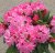 Rhododendron yak. Morgenrot