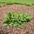 Salvia pratensis