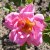 Rosa moyesii Marguerite Hilling