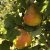 Pyrus communis Göteborgs Diamant E
