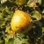 Pyrus communis Göteborgs Diamant E