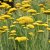 Achillea filipendulina Parker´s Variety