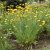 Achillea filipendulina Parker´s Variety