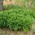 Aster pyrenaeus Lutetia