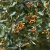 Sorbus intermedia E
