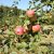 Malus domestica Röd Ananas
