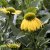 Echinacea hybr. SunSeekers ® Citrus