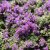 Thymus praecox Compacta