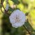 Rosa austin The Albrighton Rambler ®